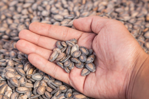 Tuy là món ăn quen thuộc nhưng vẫn có nhiều người thắc mắc hạt dưa làm từ quả gì?